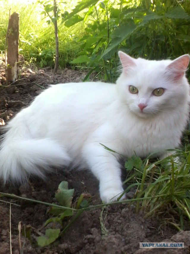 Котовторник 17.06.2014