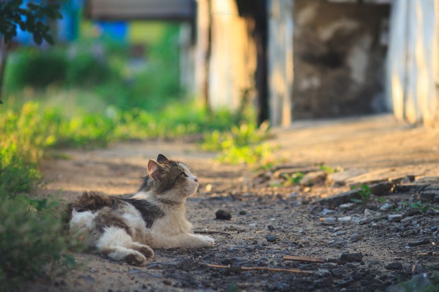 Котовторник 22.07.14