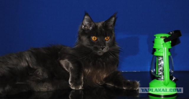 Мои мейн куны