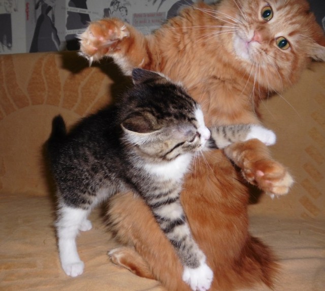Котовторник 2.12.14
