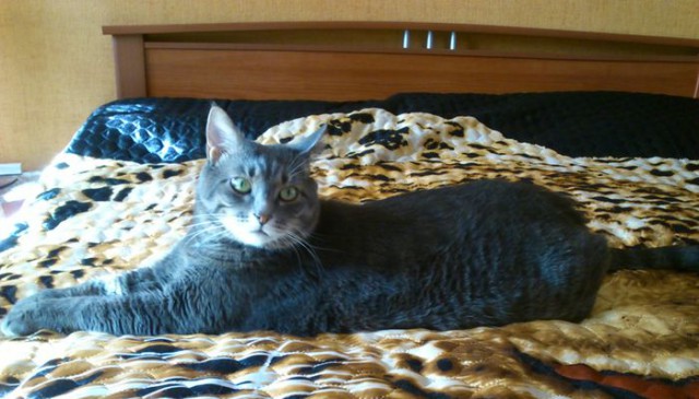 Котовторник 31.03.2015