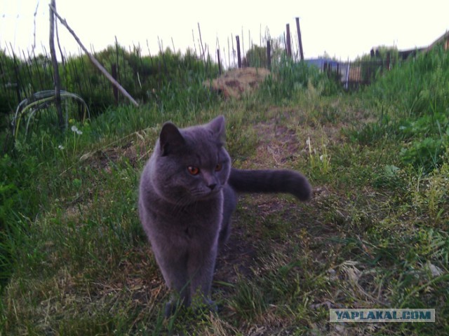Котовторник 7.07.2015