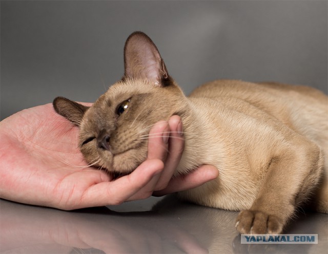 Котовторник наступил!:)