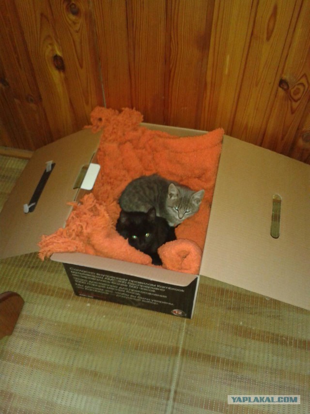 Котовторник  27.10.2015