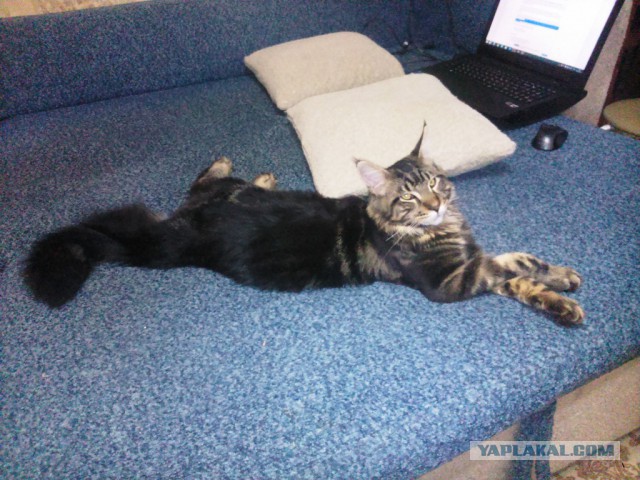 Котовторник