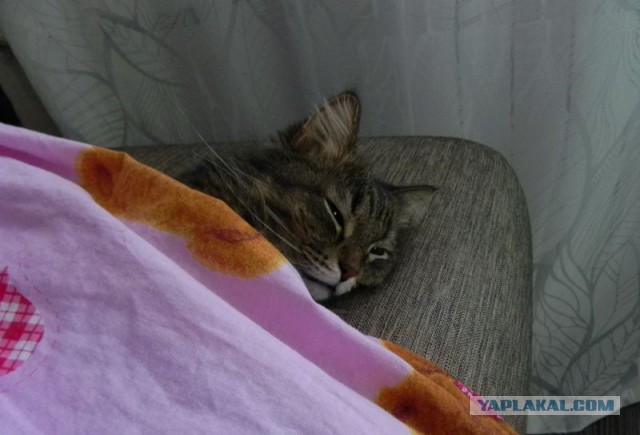 Котовторник