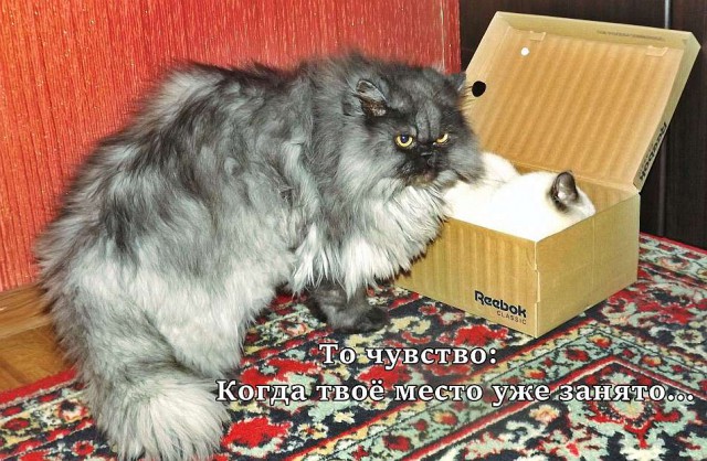 Котовторник 22.12.2015
