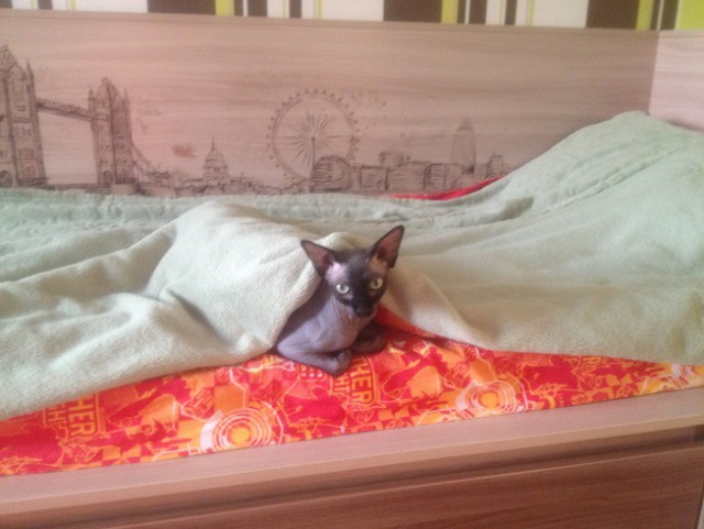 Котовторник 16.02.16