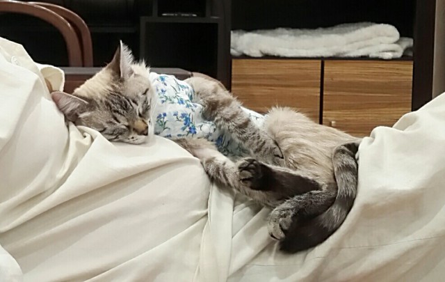 Кошка после стерелизации