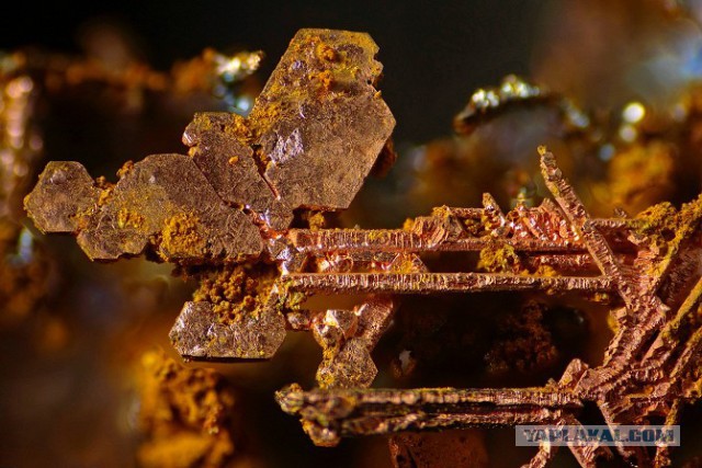 Микрофотографии Nikon Small World 2016