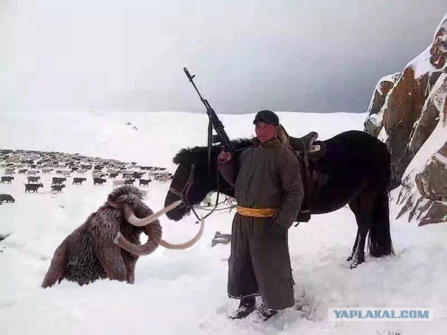Монгольский пастух со своим ручным снежным барсом