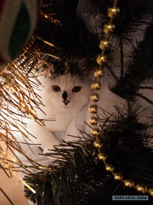 Котовторник 03.01.2017, первый в 2017!