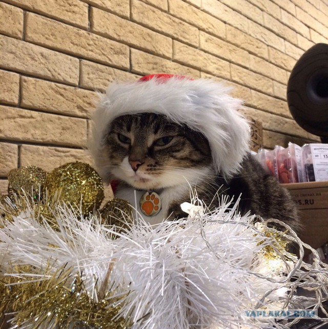 Коты из сети