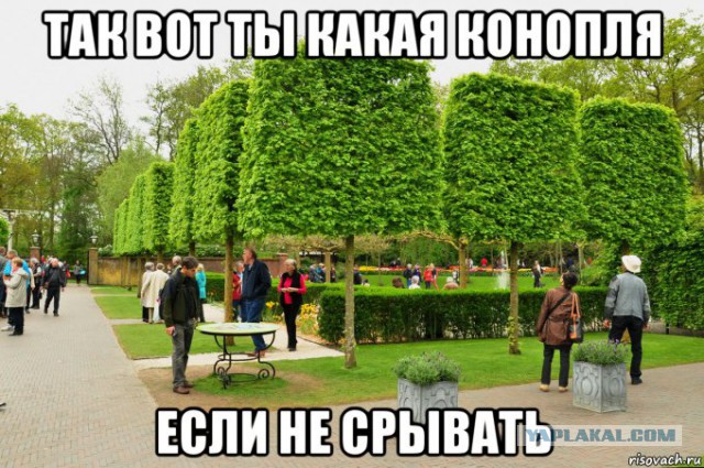 Парк тюльпанов «Кёкенхоф». Поездка за впечатлениями.