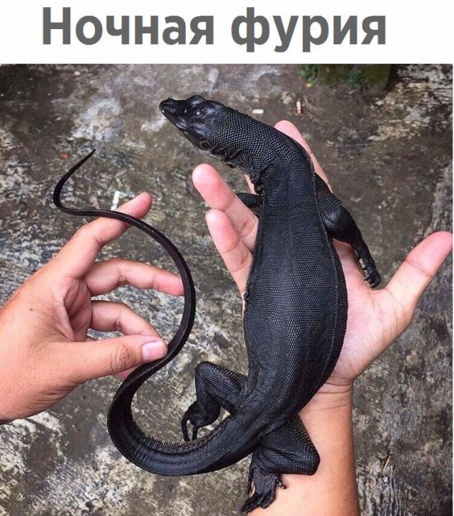 Живность из сети