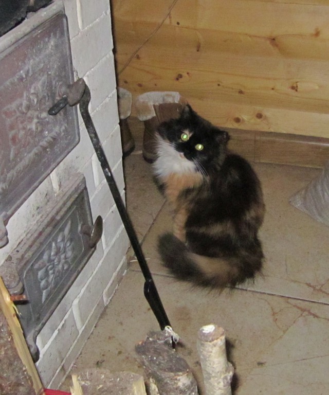 Котовторник 31.10.2017