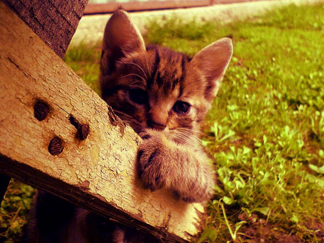 Коты и Кошки