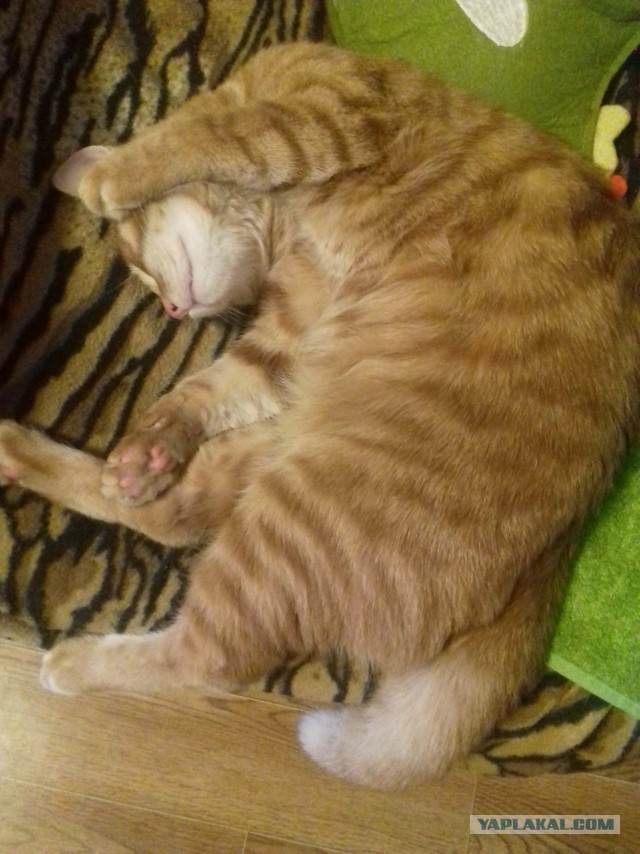 Котовторник