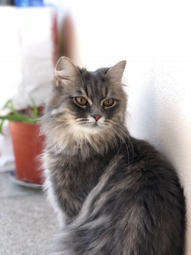 Котовторник 24.04.2018