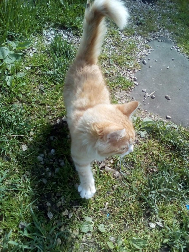 Прикольных котов пост