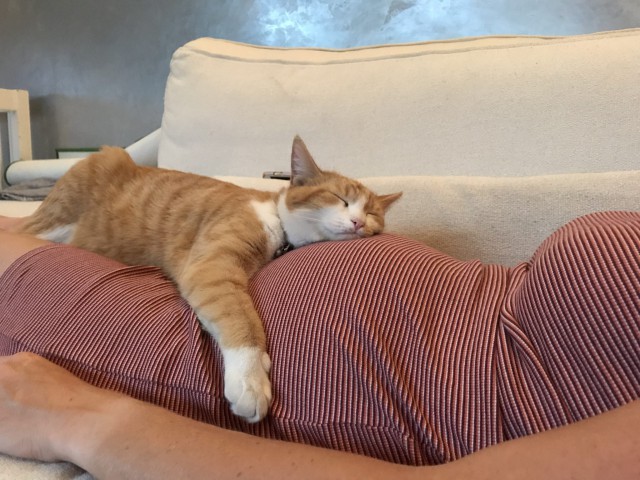 Прикольных котов пост