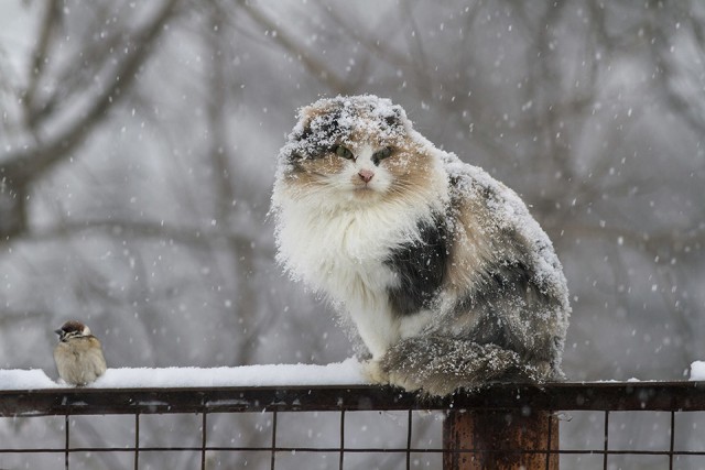 Немного милоты