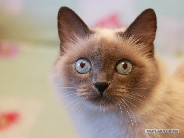 Котовторник  на  ЯПлакалъ