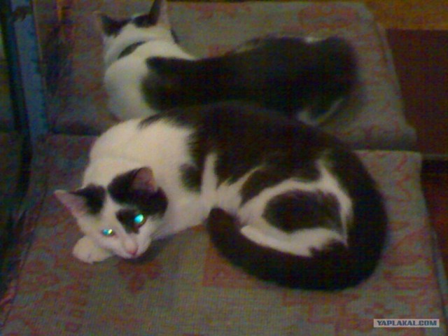 Котовторник на ЯПлакалъ