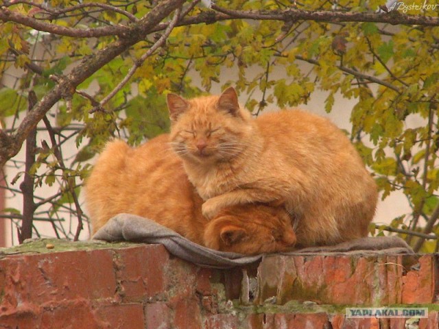 Котовторник (13.01)