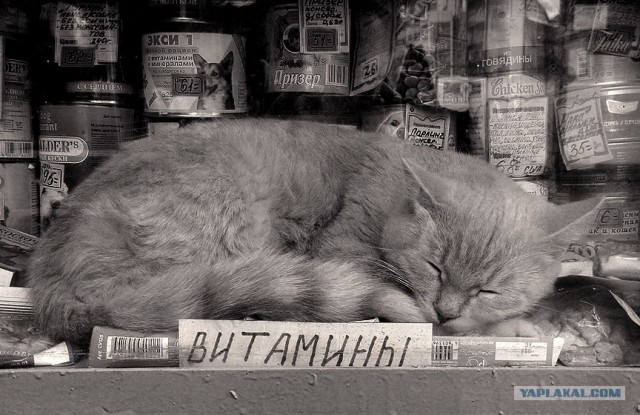 Котовторник ужасов (36 фот)