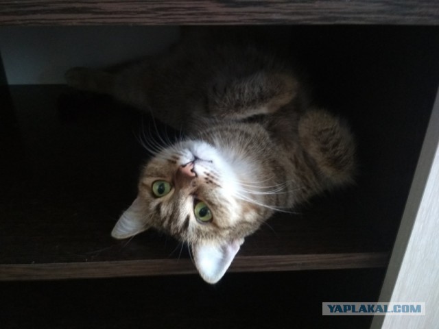 Котовторник  31.07.2018