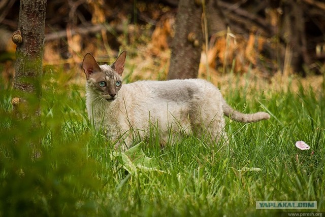 Котовторник на 29 июня