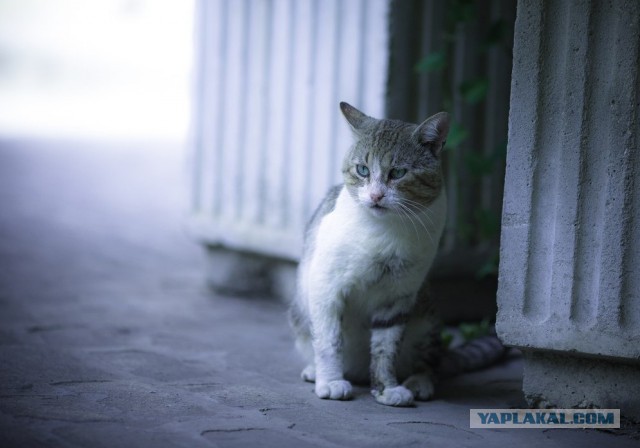 Кошачье любопытство