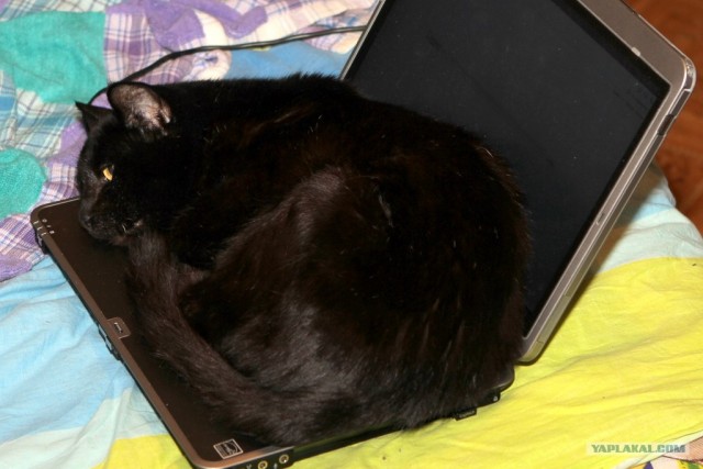 Котовторник 15.02.2011