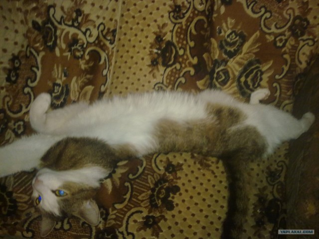 Котовторник!