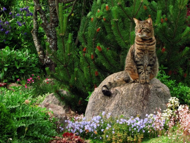 Десантный котовторник