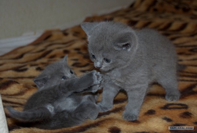 Котовторник: Кошки и ягнёнок