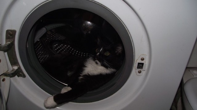 Сонный Котовторник