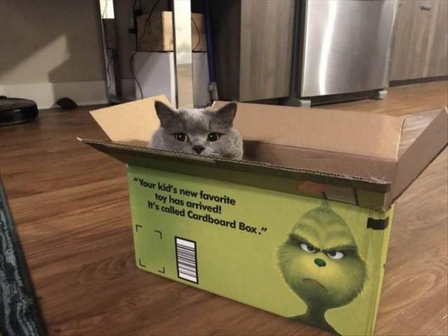 Прикольных котов пост
