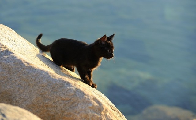Котовторник 22.11.11
