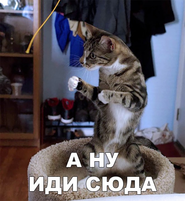 Немного милоты