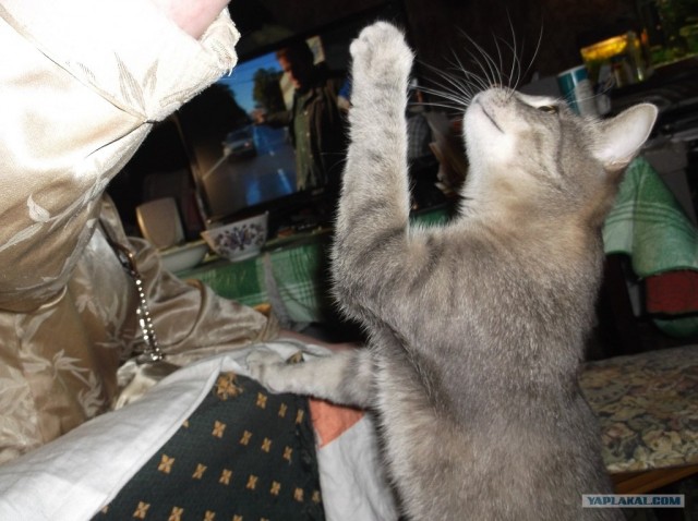 Котовторник (24. 01. 2012 )