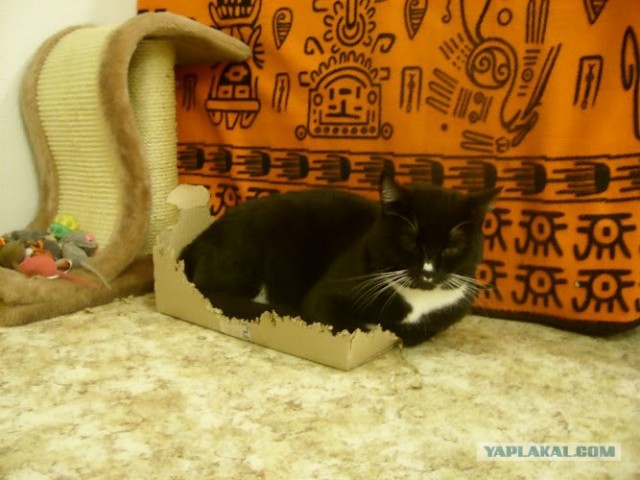 Котовторник! 13.03.2012
