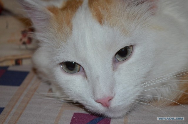Котовторник 10.04.2012