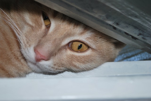 Котовторник 1 мая 2012