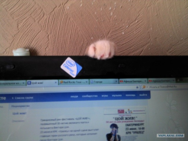 Котовторник на 26.06.12