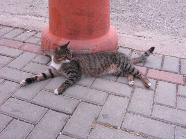 Котовторник 24.07.2012