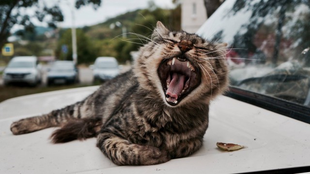 Вся красота уличных котов
