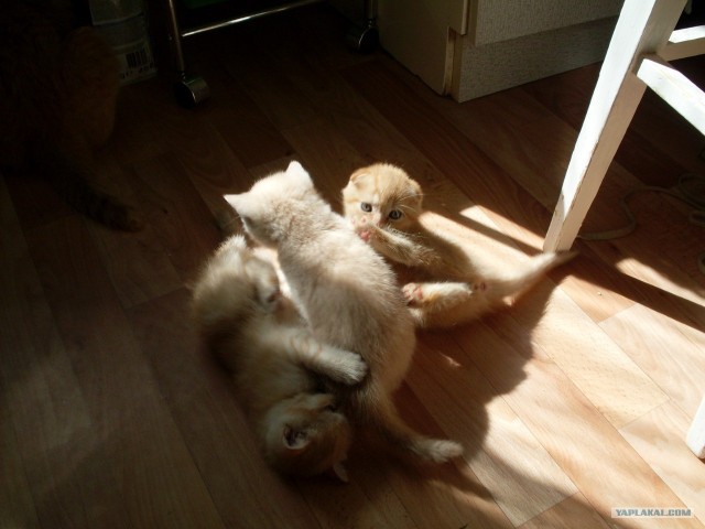 Котовторник  21.08.12