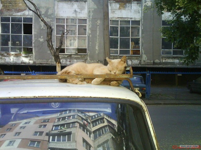 Котовторник 11.09.2012